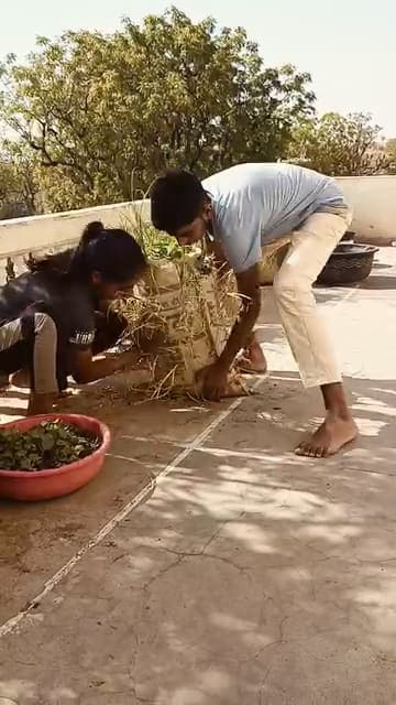 आसींद भीलवाड़ा में छत पर नवाचार