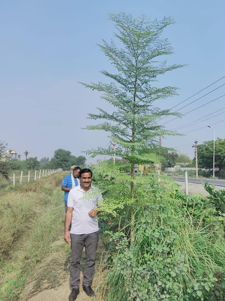 भीलवाड़ा में आरसीएम वर्ल्ड द्वारा लगाए सघन वन की प्रगति